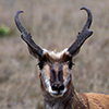 pronghorns